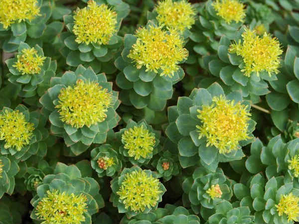 விஞ்ஞானிகள் ஆய்வு