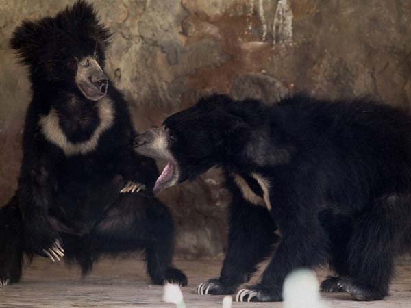 வித்தை காட்டும் கரடிகள் வித்தை காட்டும் கரடிகள்