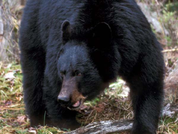 1934 கரடிகள் 1934 கரடிகள்