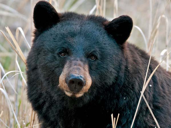 சீனாவில் கரடி மருத்துவம் சீனாவில் கரடி மருத்துவம்