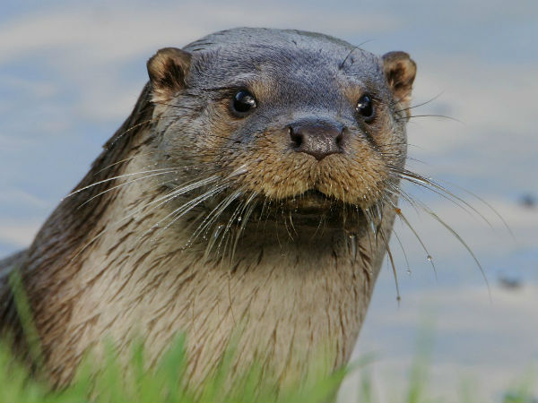 முதலுதவி சிகிச்சை: முதலுதவி சிகிச்சை: