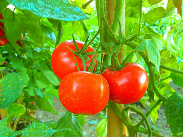 தக்காளி வரத்து அதிகம்