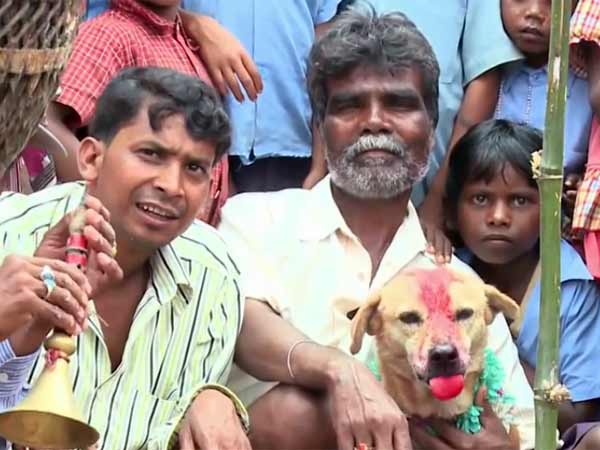 நாய் மாப்பிள்ளை 