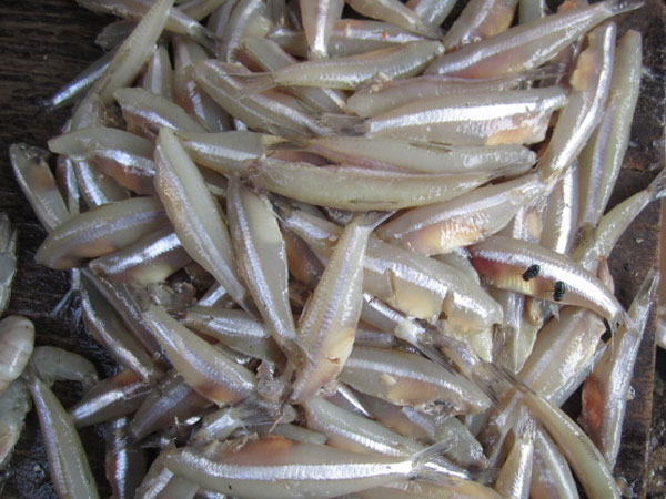 நெத்திலி, பாரை சகாயம்