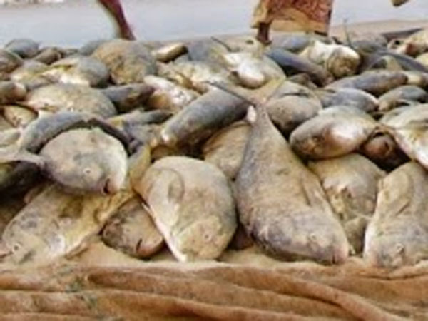 தேங்காய் பாரை ஓ.கே.