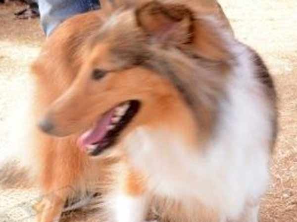 மொத்தம் 52 டைப் நாய்கள்