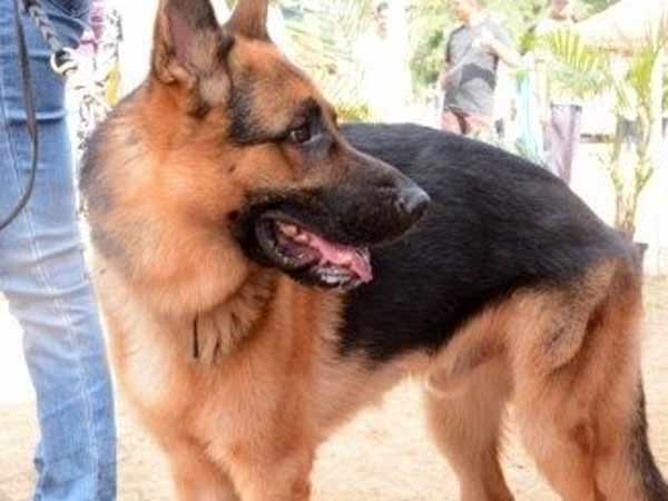 விதம் விதமான லொள் லொள்!