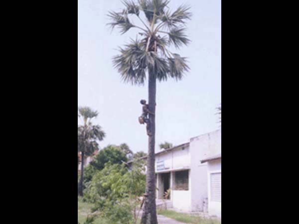 கள் இறக்க ஆள் இல்லை