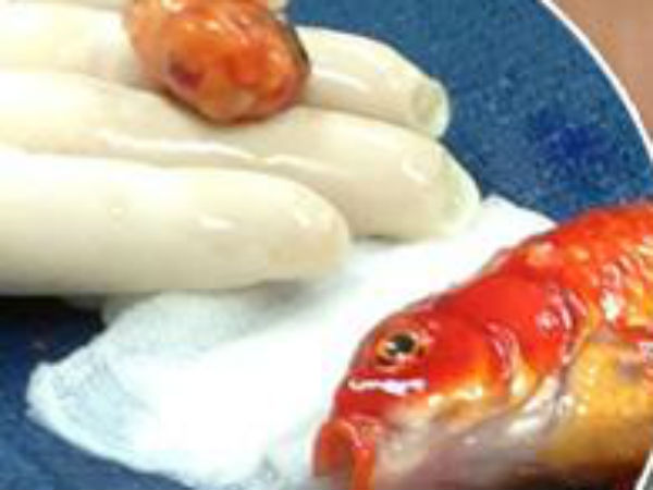 விலங்குகள் மருத்துவமனை: