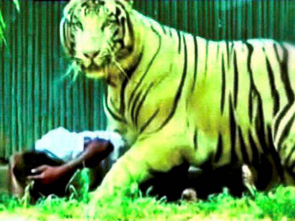 White tiger kills class 12 student inside Delhi zoo