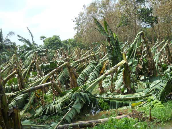 தலையை சாய்த்துவிட்டதே