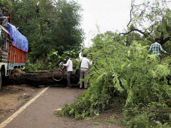 70 சதவீத மரங்கள்...