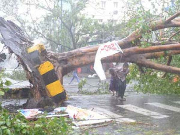 மரங்கள் விழுந்து