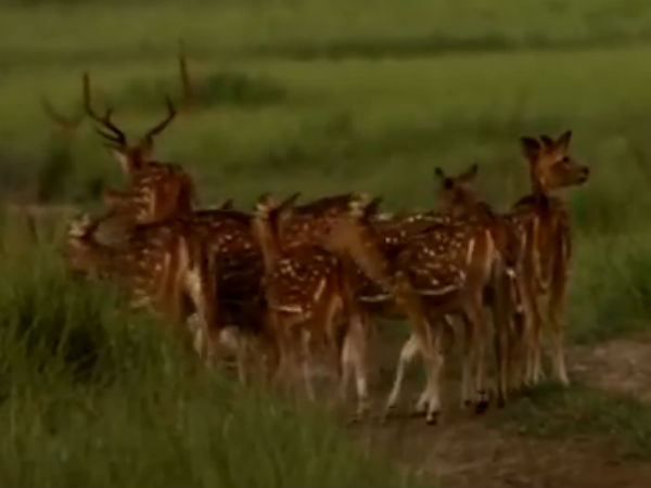 கூட்டம் கூட்டமாக “ரோமிங்”: