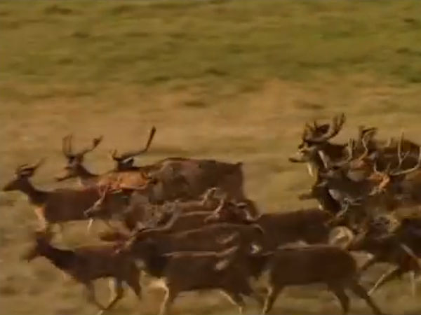 சாலையில் சுற்றும் மான்கள்: