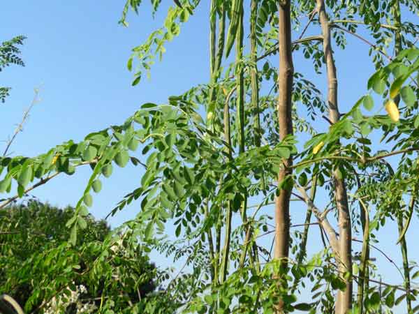 நீண்ட ஆயுள் கொண்ட மரம் முருங்கை