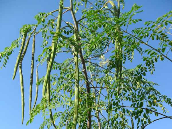 முருங்கை விவசாயம்