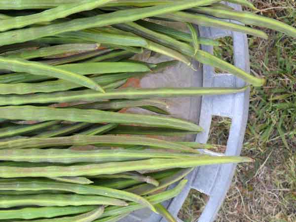 முருங்கைப் பவுடர்