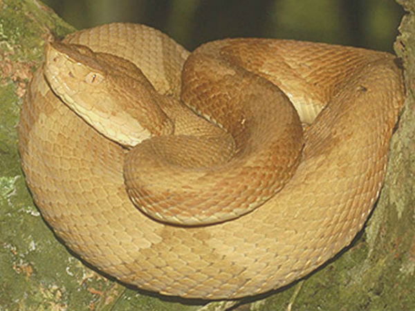 ஏராளமான பாம்புகள்