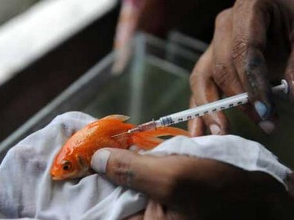 கொல்கத்தாவில் மீன் மருத்துவமனை: