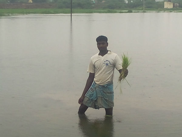 நாசமடைந்த நெற் பயிர்கள்