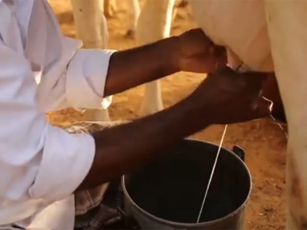 தமிழகத்தில் குறைந்து வரும் பால் உற்பத்தி