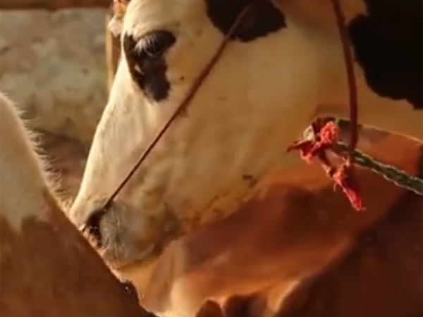 அரசின் நடவடிக்கை என்ன?