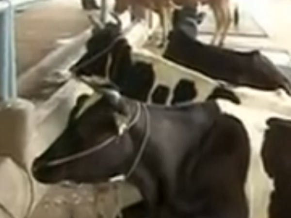 பால் கறக்காத பசுக்கள்