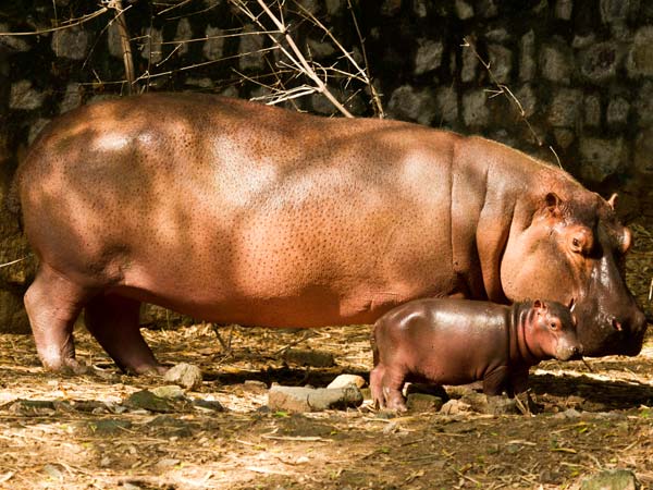 பார்ப்பதற்குப் பன்றி போல