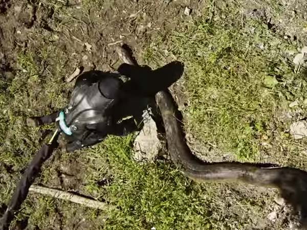 Man to be eaten alive by anaconda in Discovery special Man to be eaten alive by anaconda in Discovery special