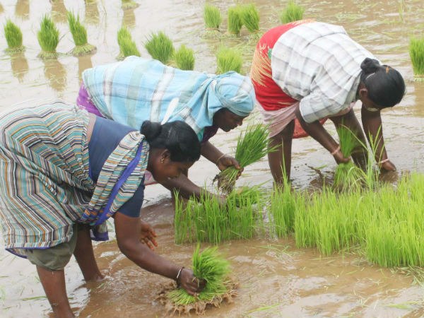 Karur farmers are happy with rise in ground water level