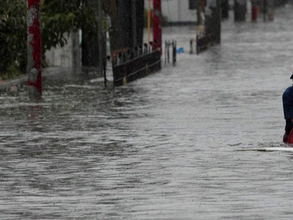 மூழ்கிய பயிர்கள் மூழ்கிய பயிர்கள்