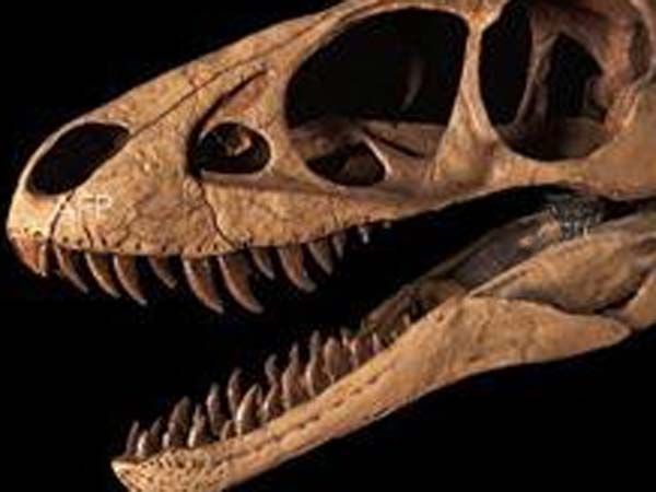 டைனோசர் பல் கண்டுபிடிப்பு...