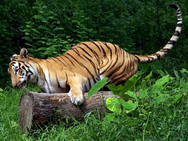 Scare at Vandalur as tiger goes 'missing' from enclosure in zoo