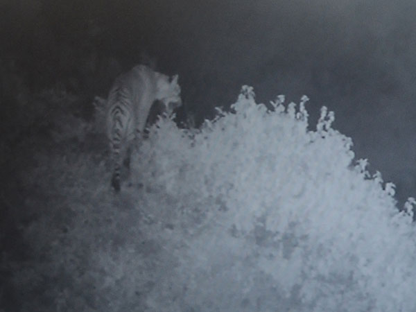 Relief after CCTV shows ‘missing’ tigress