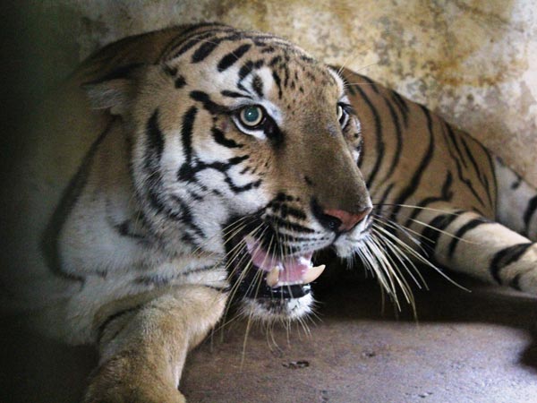 Missing Tiger Nethra caught at Zoo