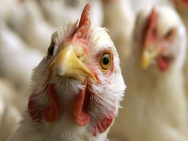 Bird flu in Kerala scares Namakkal poultry farm owners Bird flu in Kerala scares Namakkal poultry farm owners