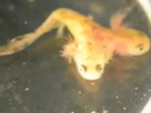 சுற்றுச் சூழல் மாறுபாடுகள்: