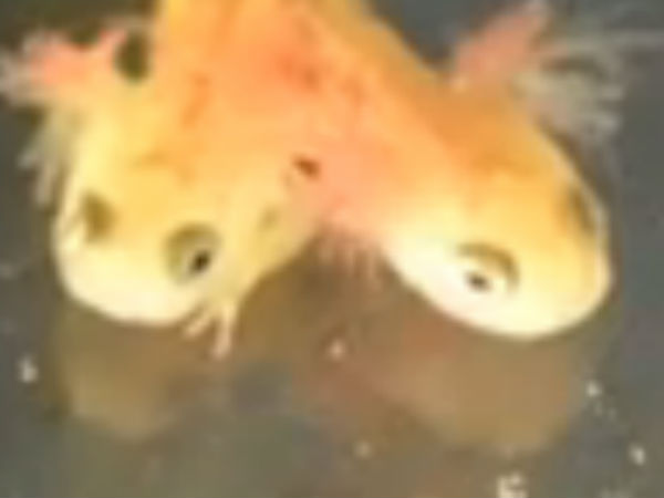 அரிதான உயிரினம்: