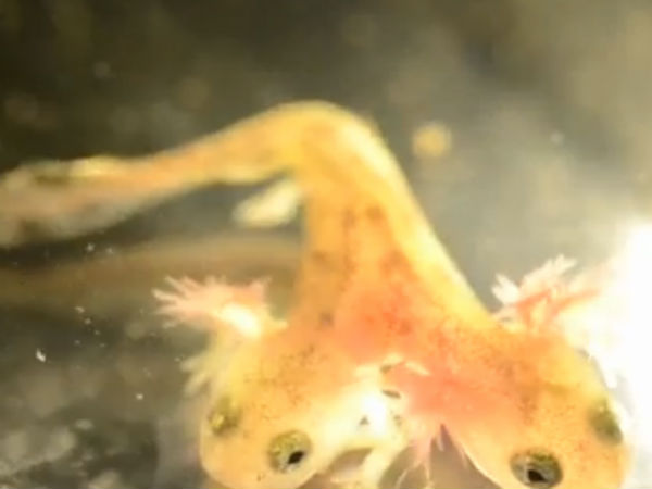 பல்லி இன சலமாண்டர்: