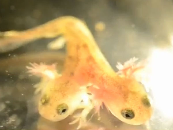 மீண்டும் வளரும் திசுக்கள்: