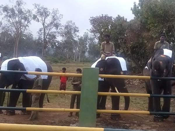 Rejuvenation camp for jumbos begins near Mettupalayam Rejuvenation camp for jumbos begins near Mettupalayam