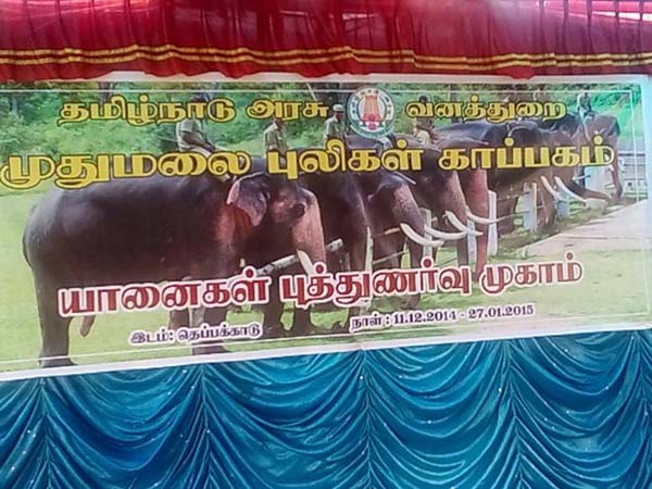 Rejuvenation camp for jumbos begins near Mettupalayam Rejuvenation camp for jumbos begins near Mettupalayam