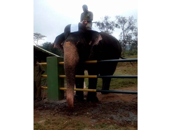 Rejuvenation camp for jumbos begins near Mettupalayam Rejuvenation camp for jumbos begins near Mettupalayam