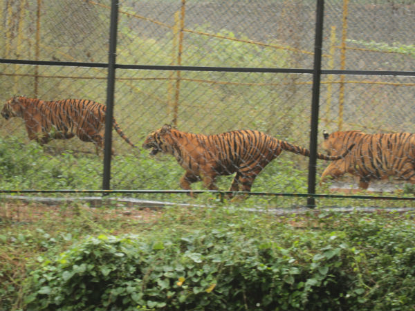 Tiger cubs are back to old place in Vandalur zoo