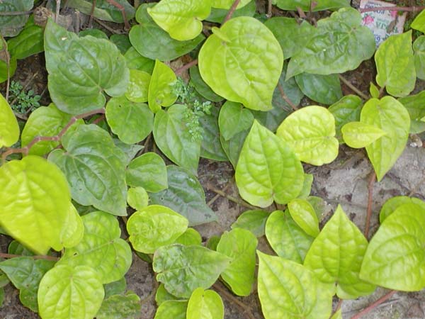 1500 ஏக்கரில் வெற்றிலை விவசாயம்