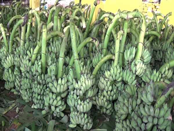 Karur farmers are worried over price fall of Bananas Karur farmers are worried over price fall of Bananas