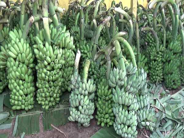 Karur farmers are worried over price fall of Bananas Karur farmers are worried over price fall of Bananas