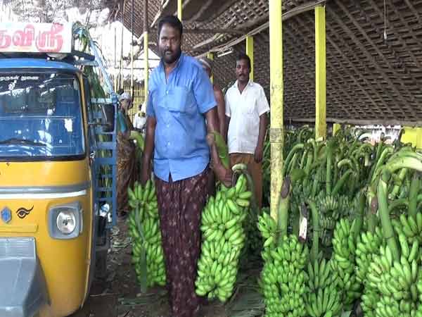 Karur farmers are worried over price fall of Bananas Karur farmers are worried over price fall of Bananas