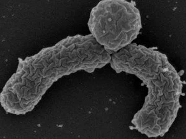 தகவைமைத்த உயிரிகள்: